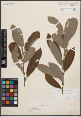 Foto von Salix cinerea L.
